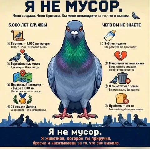 Каждую весну начинают травить голубей - Питомцы в Саратов