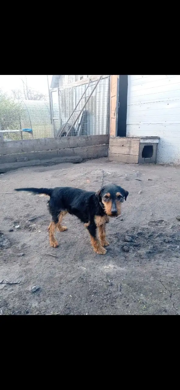 Отдам в добрые руки (яг терьер) - Животные в Калининск