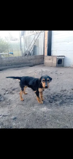 Отдам в добрые руки (яг терьер) - Животные в Калининск