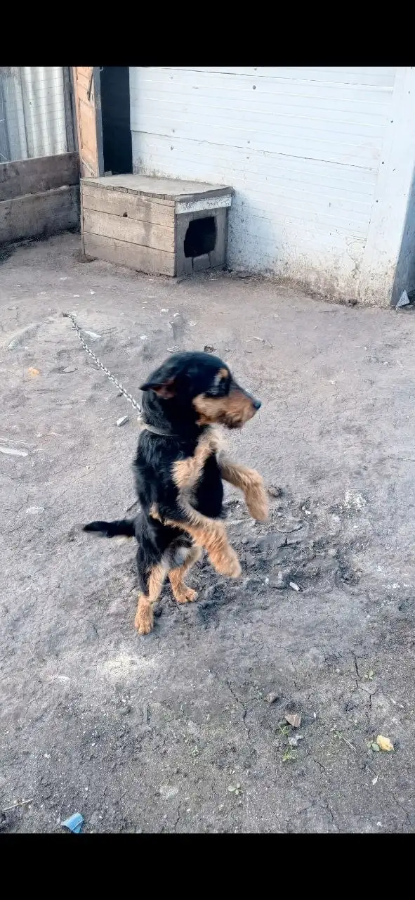 Отдам в добрые руки (яг терьер) - Животные в Калининск