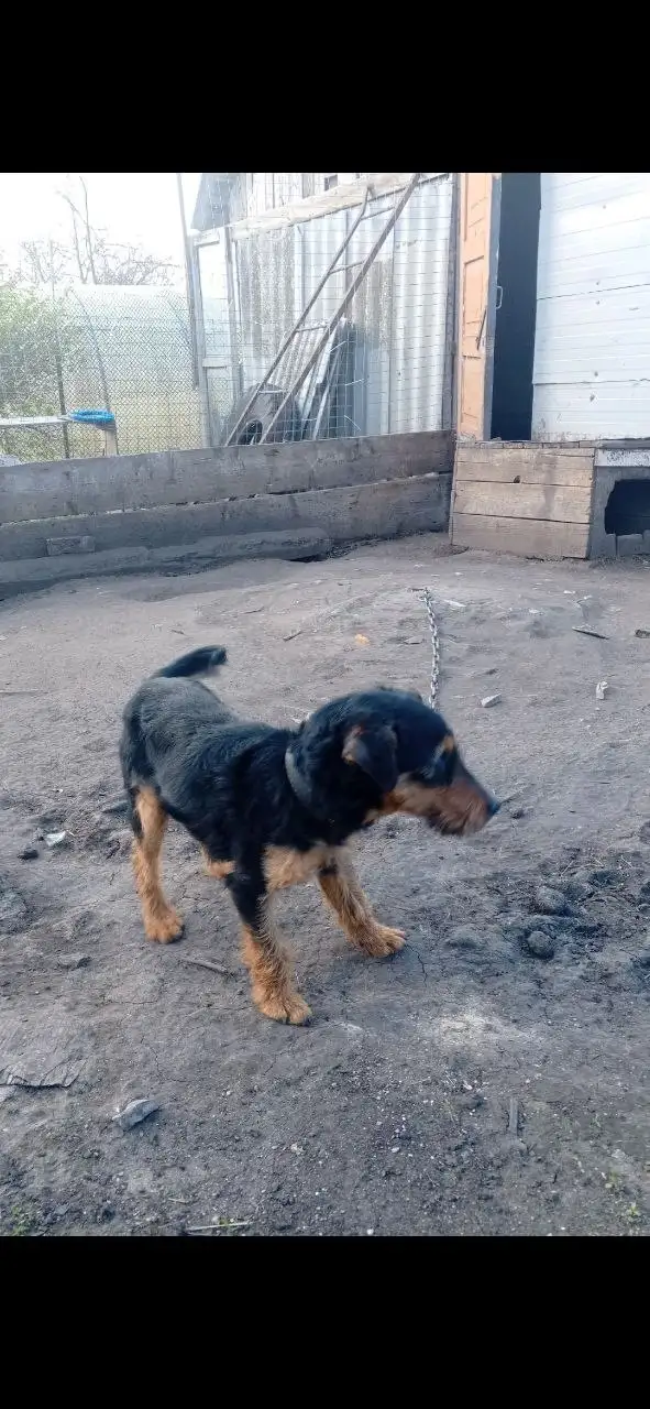 Отдам в добрые руки (яг терьер) - Животные в Калининск