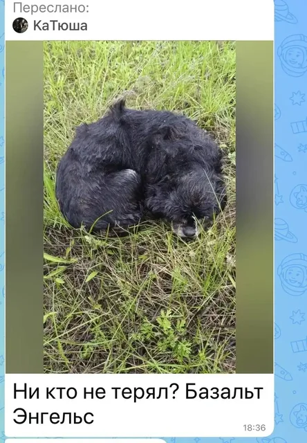 Замерзает собачка! Срочно нужна помощь! - Животные в Энгельс