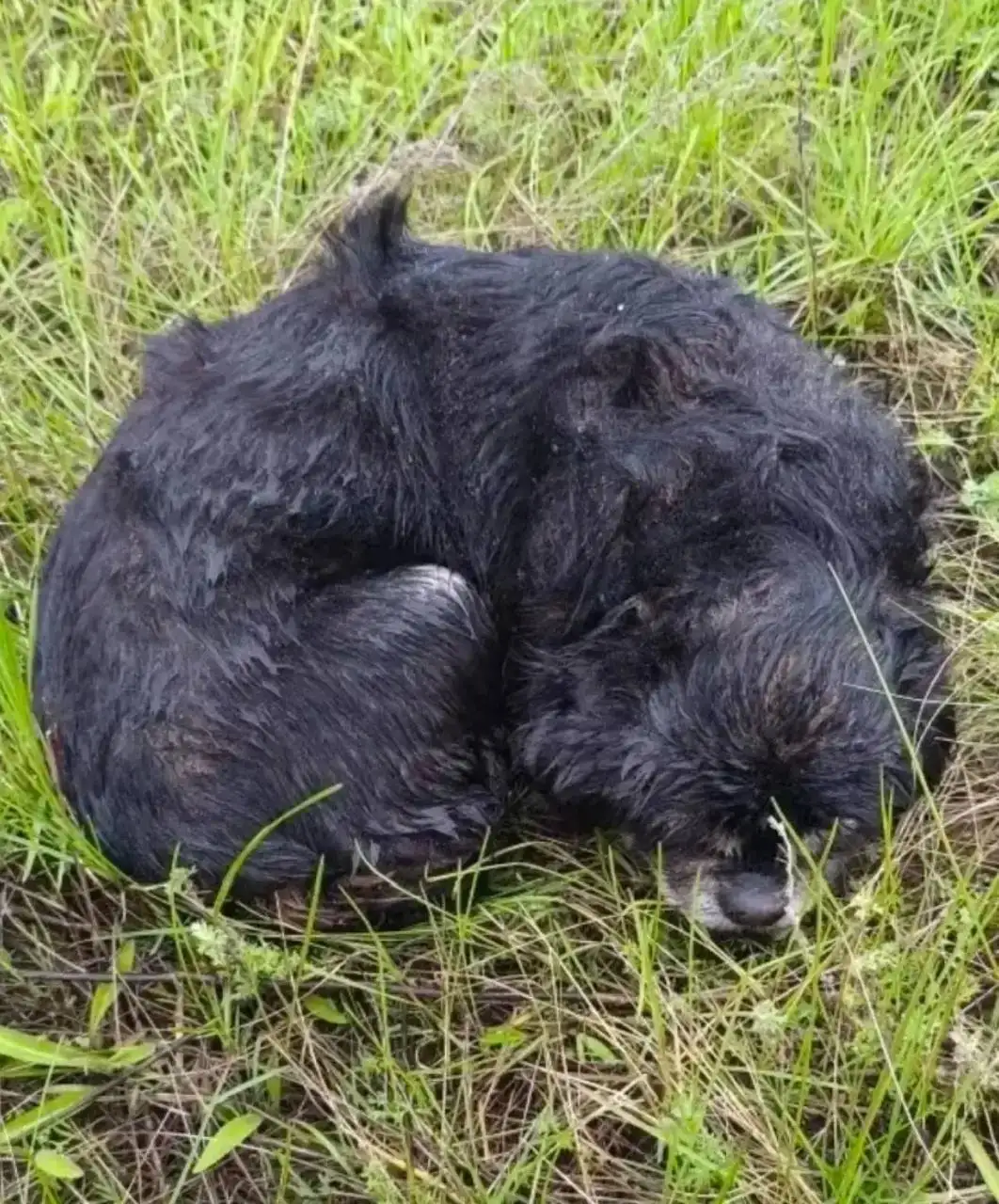 Замерзает собачка! Срочно нужна помощь! - Потеряшки (Животные) в Энгельс