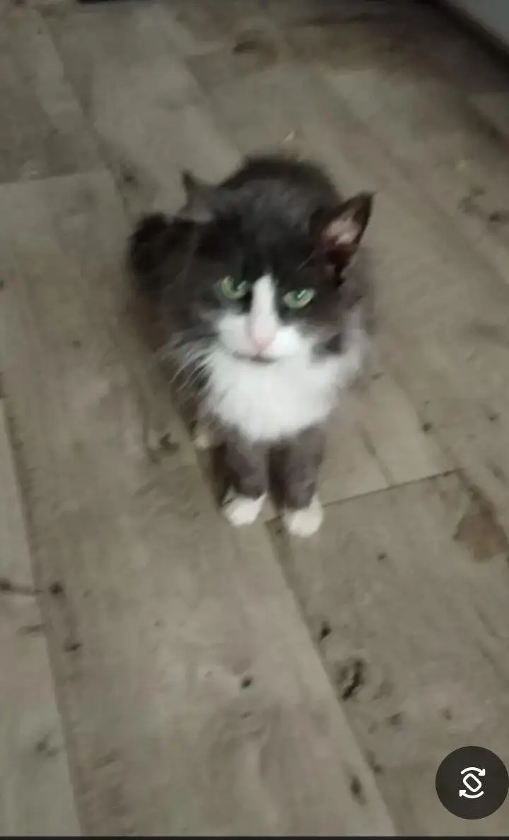 Отдам в добрые руки кошек – Чёрная 6 лет и чёрно-белый кот 20 лет - Животные в Саратов