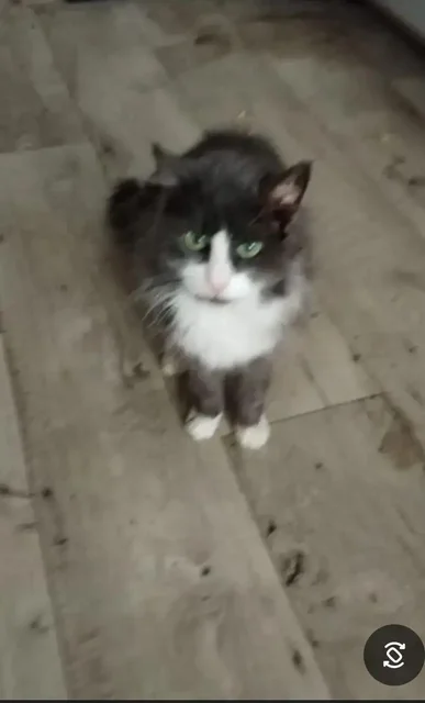 Отдам в добрые руки кошек – Чёрная 6 лет и чёрно-белый кот 20 лет - Питомцы в Саратов