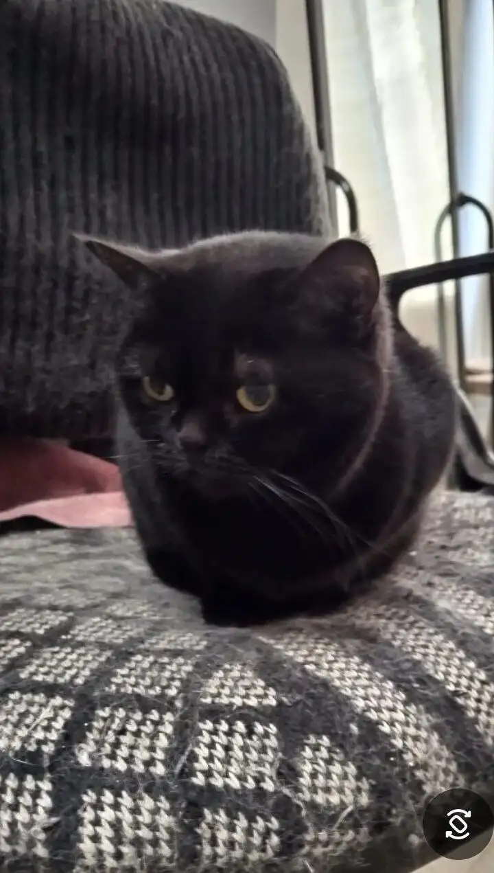 Отдам в добрые руки кошек – Чёрная 6 лет и чёрно-белый кот 20 лет - Животные в Саратов