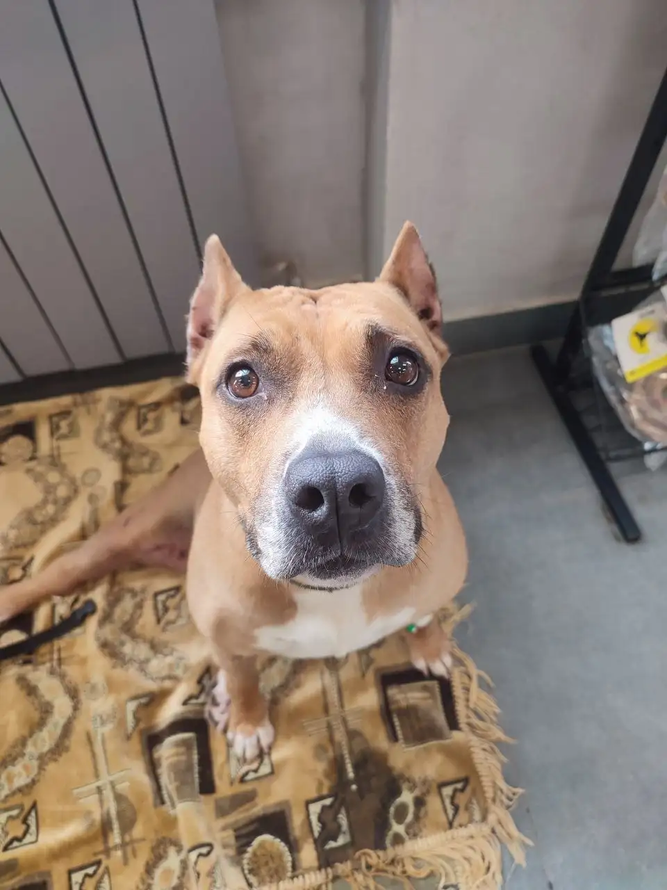 Благодарность за помощь в пристройстве собаки - Потеряшки (Животные) в Саратов