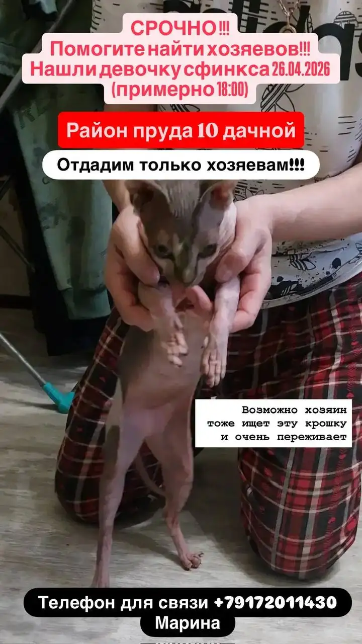 Помогите найти хозяина для потеряшки - Животные в Саратов