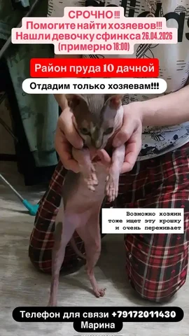 Помогите найти хозяина для потеряшки - Питомцы в Саратов