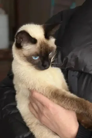 Кошечка Лиза ищет новый дом - Кошки в Маркс