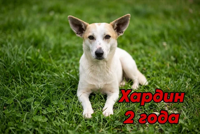 Ищу дом для Хардина - Животные в Саратов