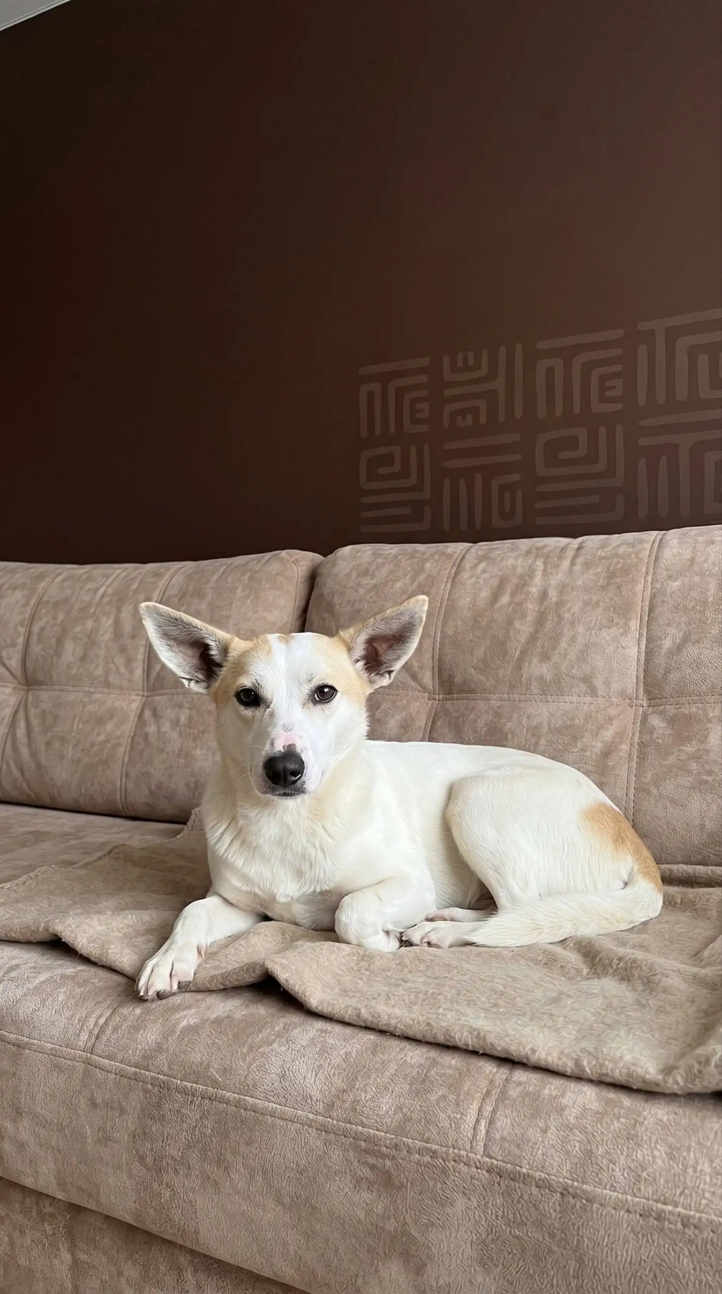 Ищу дом для Хардина - Собаки (Животные) в Саратов