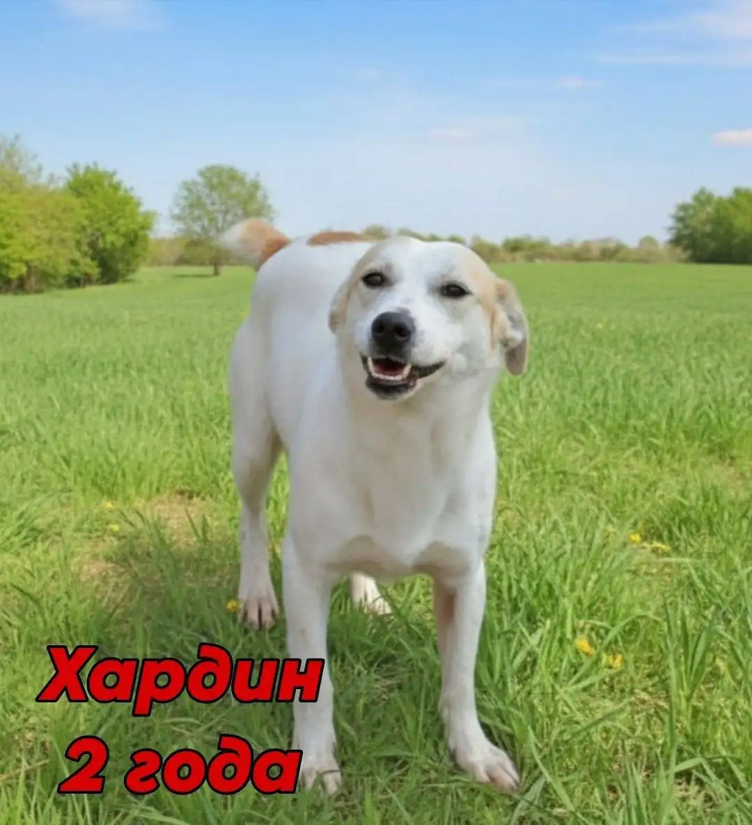 Ищу дом для Хардина - Собаки (Животные) в Саратов