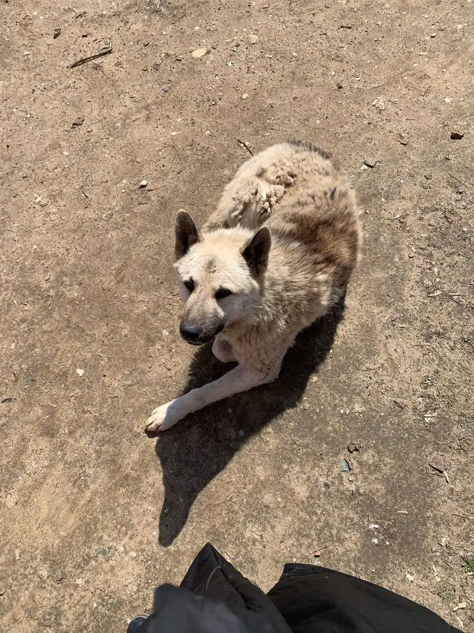 Срочно! Нужна передержка для Миши - собака после живодера - Животные в Саратов