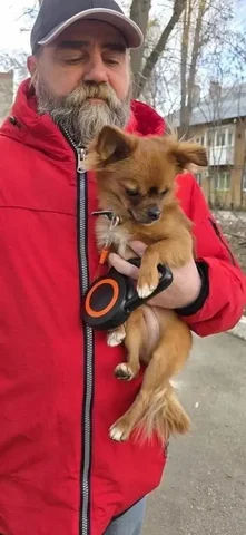 Найдена собака на Соколовой горе - Животные в Саратов