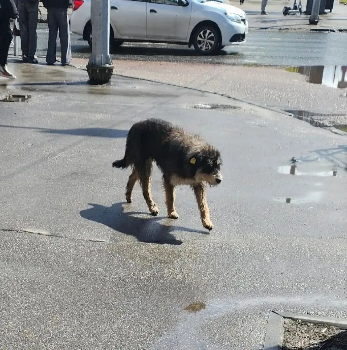 Найден щенок в центре Саратова - Кошки и собаки (Животные) в Саратов