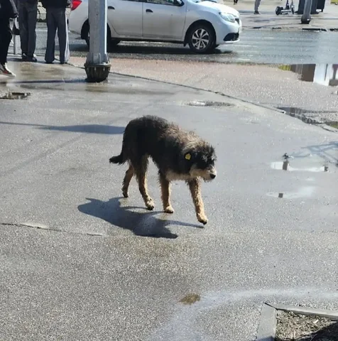 Найден щенок в центре Саратова - Животные в Саратов