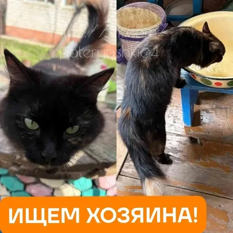 Потерялась кошка, найдена в Саратове - Кошки в Саратов