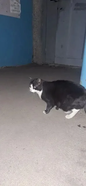 Потерялась кошка на Парковой - частное объявление в Саратов