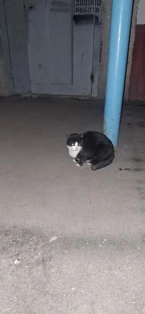 Потерялась кошка на Парковой - Животные в Саратов