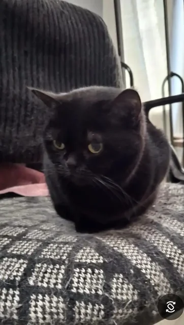 Ищут новый дом два кота - Животные в Саратов