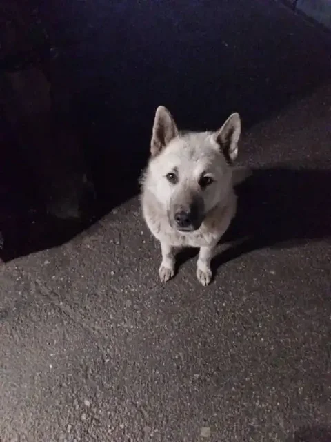 Собака Михаил ищет дом - Животные в Саратов