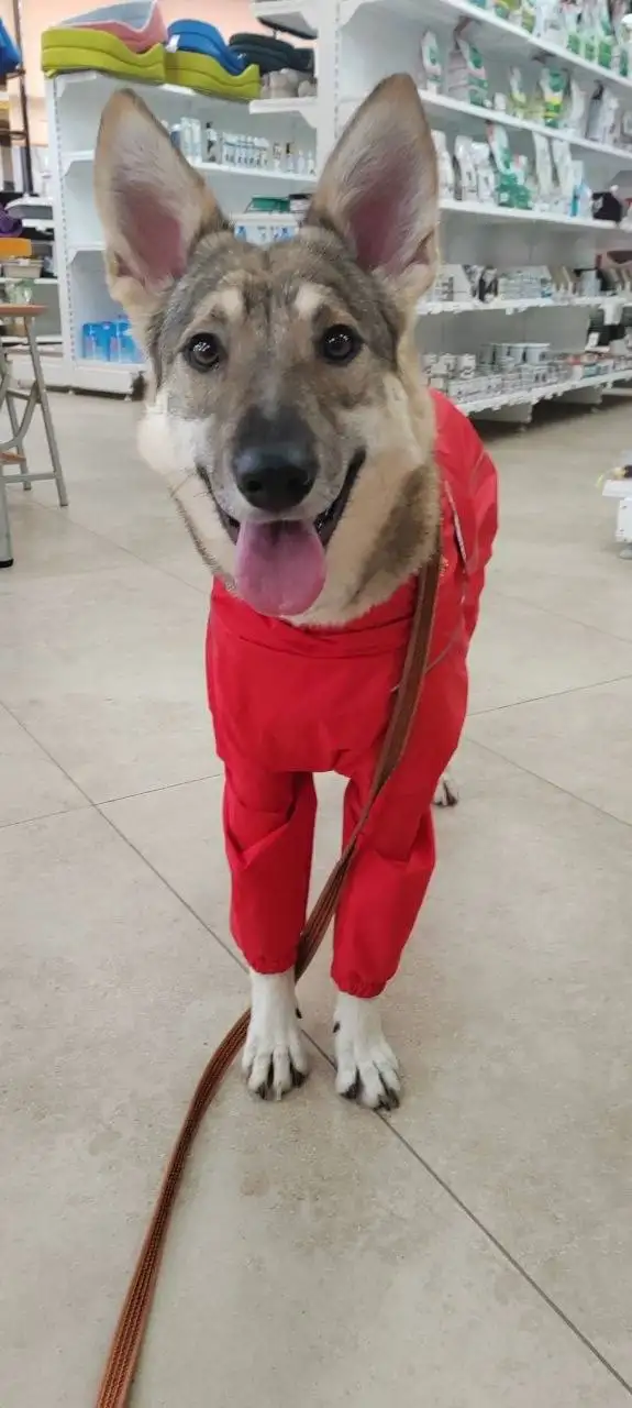 Сбор помощи для Тиши - Благотворительность для животных (Животные) в Саратов