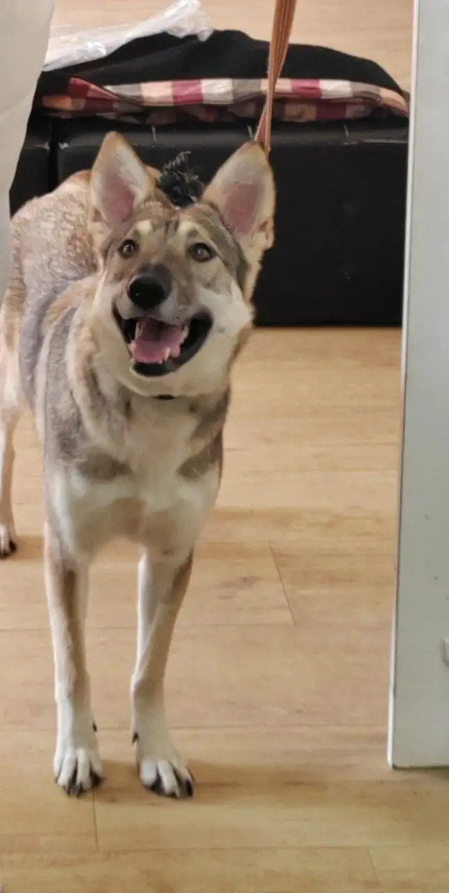 Сбор помощи для Тиши - Благотворительность для животных (Животные) в Саратов