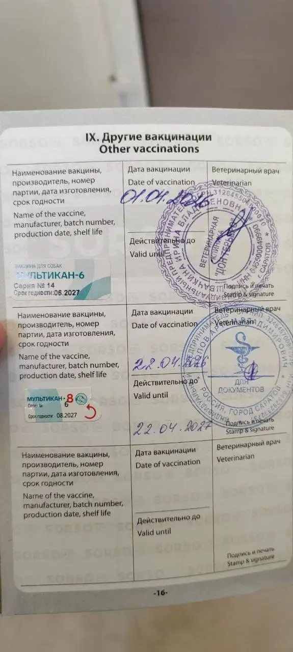 Сбор помощи для Тиши - Благотворительность для животных (Животные) в Саратов