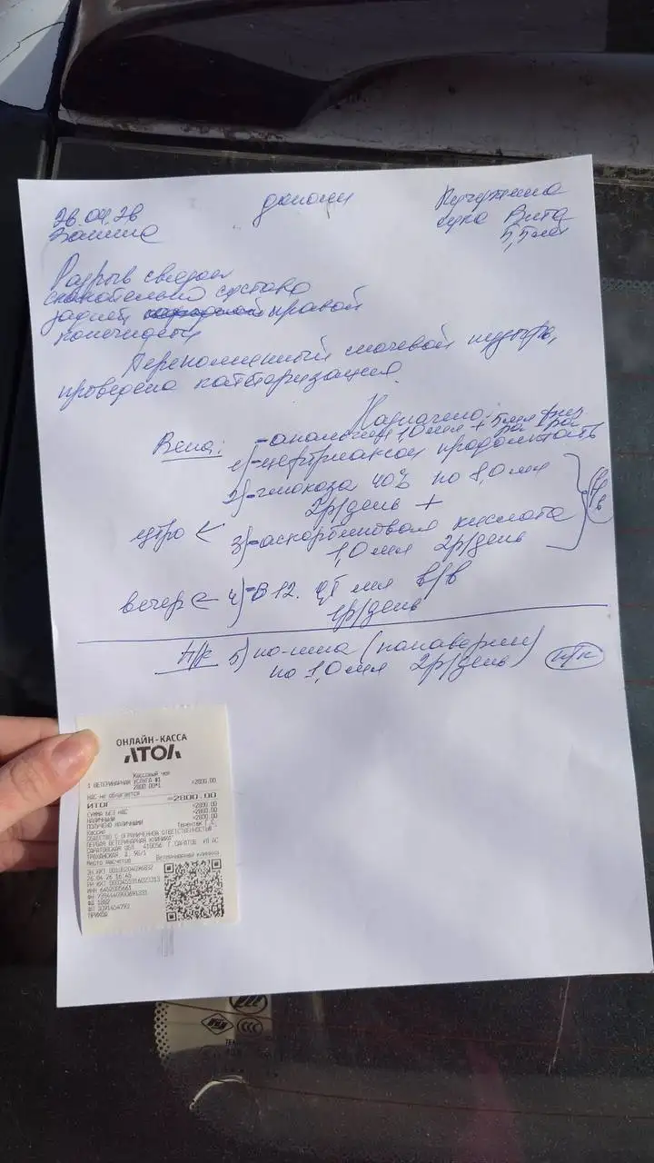 Отчет по собаке Стафу Вите - Благотворительность (Животные) в Саратов