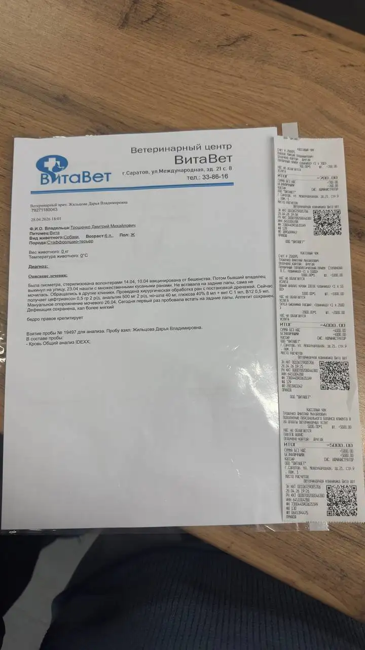 Сбор на лечение собаки в клинике ВитаВет - Животные в Саратов