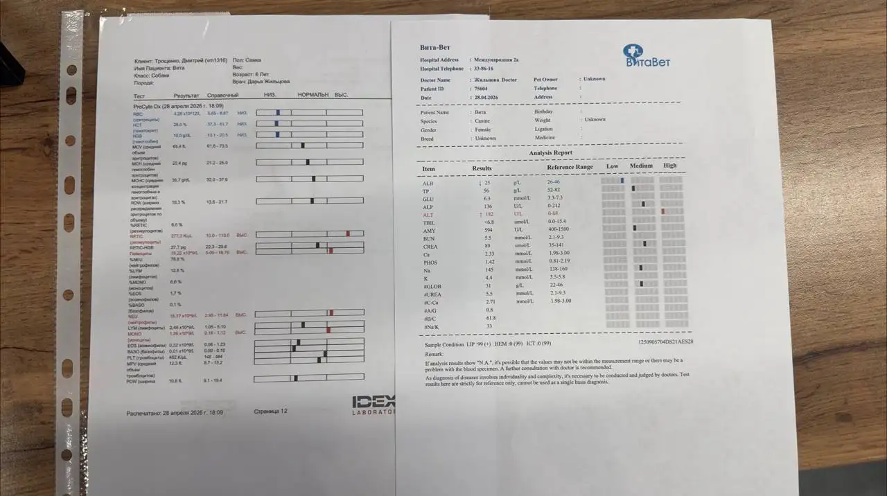 Сбор на лечение собаки в клинике ВитаВет - Животные в Саратов