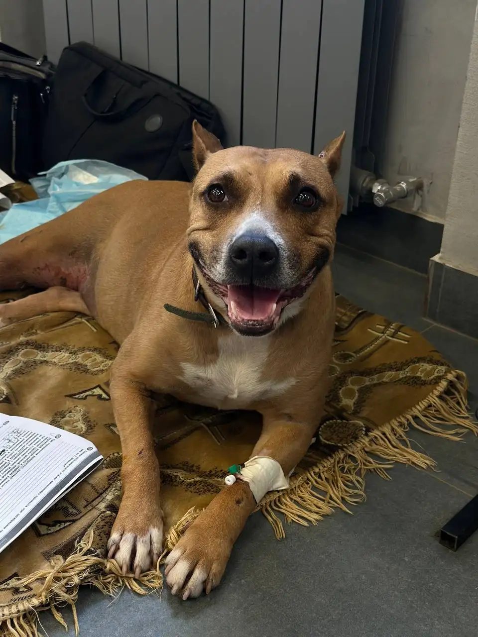 Сбор на лечение собаки в клинике ВитаВет - Животные в Саратов