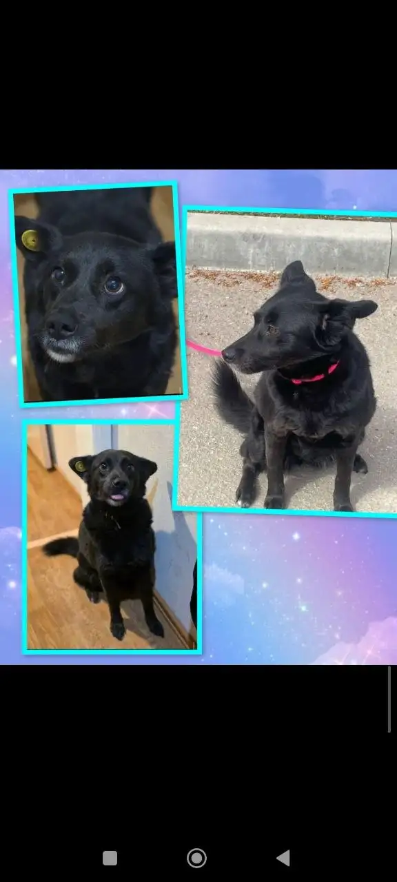 Ищет дом собачка Жужа - Собаки (Животные) в Саратов