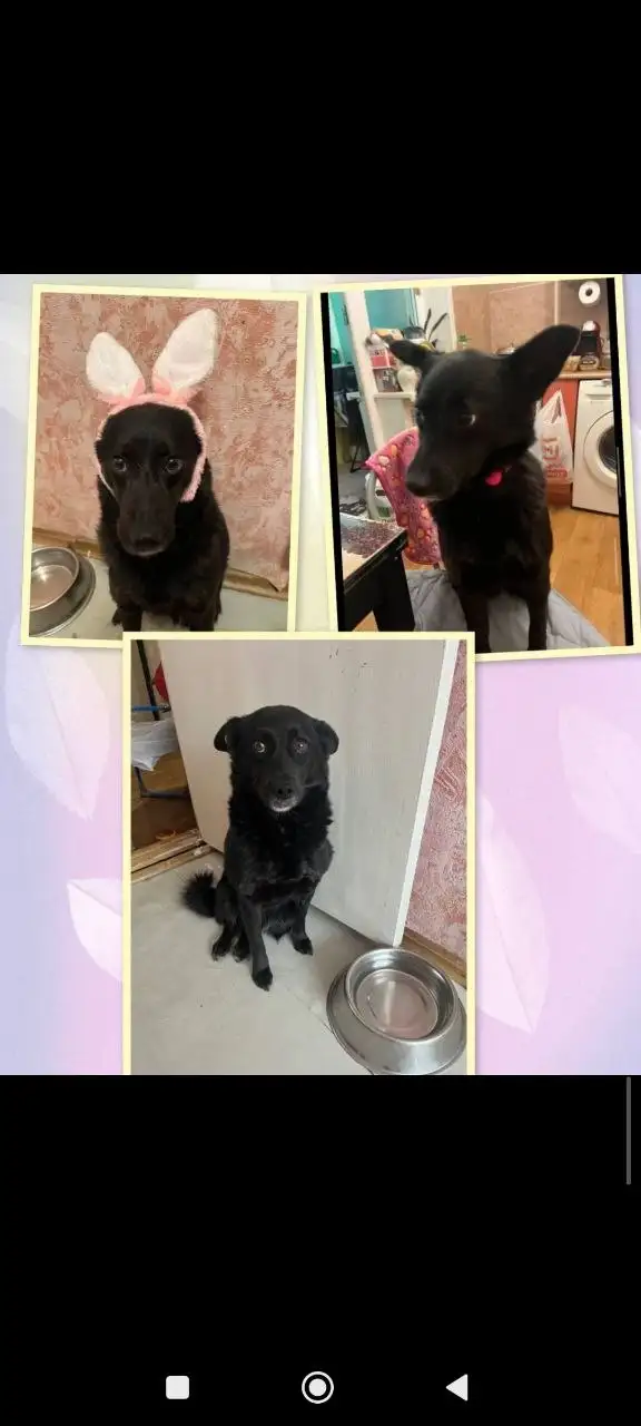 Ищет дом собачка Жужа - Собаки (Животные) в Саратов