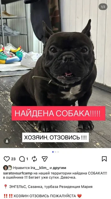 Найдена собака на Резиденции Мария Энгельс - Прочие животные в Энгельс