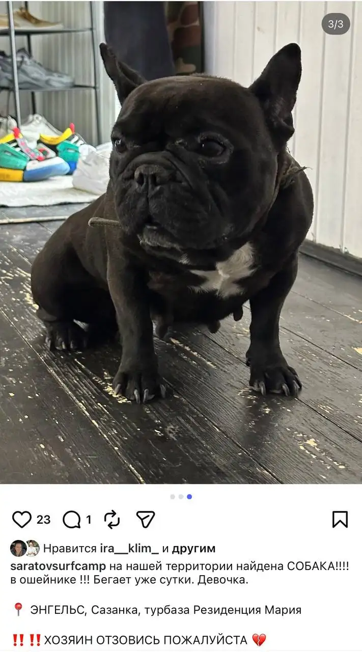 Найдена собака на Резиденции Мария Энгельс - Потеряшки (Животные) в Энгельс