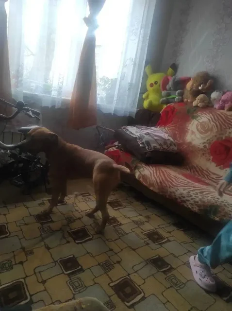 Зевс ищет нового хозяина - частное объявление в Саратов