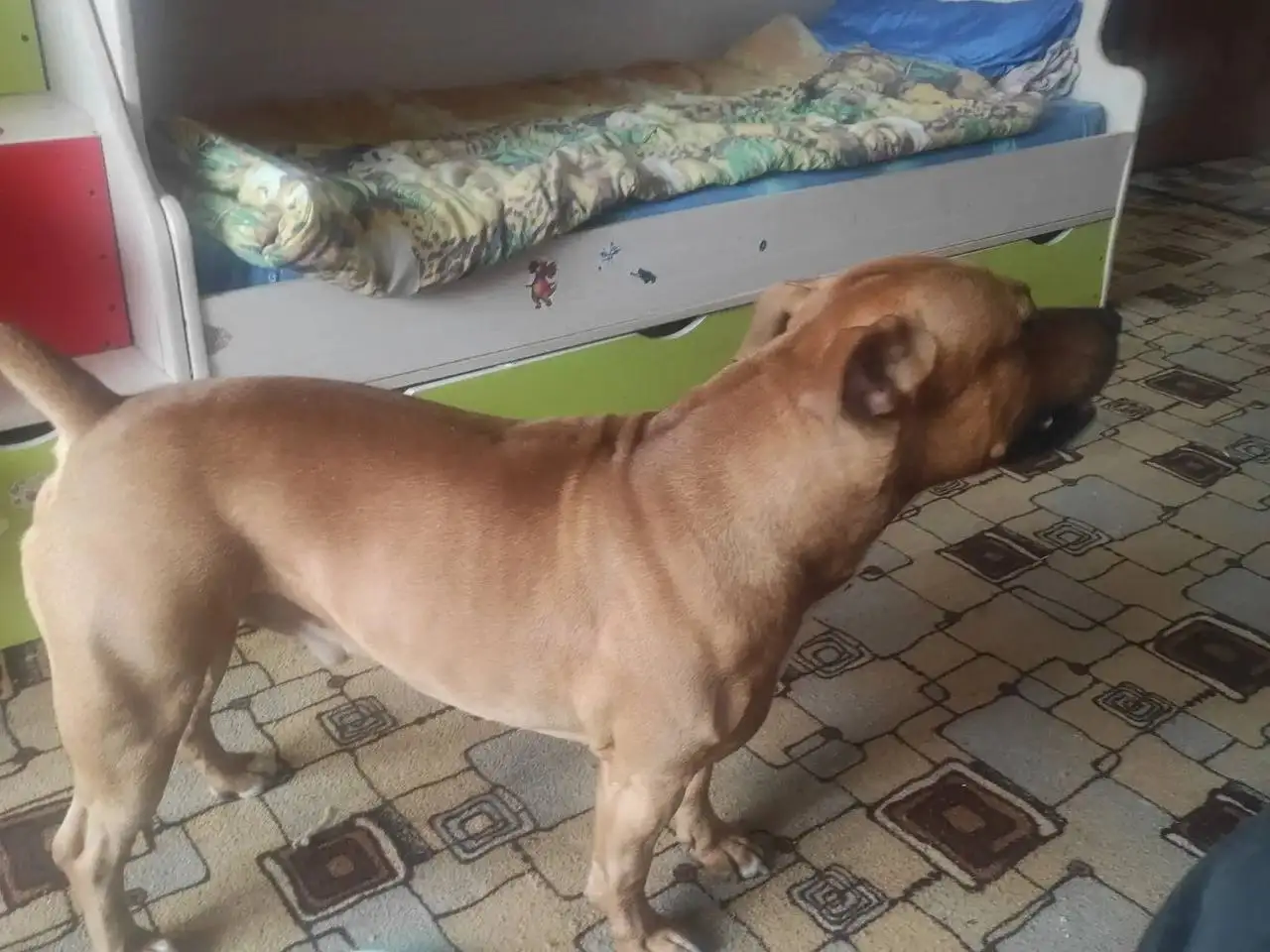 Зевс ищет нового хозяина - Собаки (Животные) в Саратов