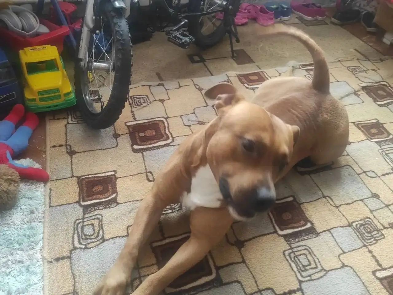 Зевс ищет нового хозяина - Собаки (Животные) в Саратов