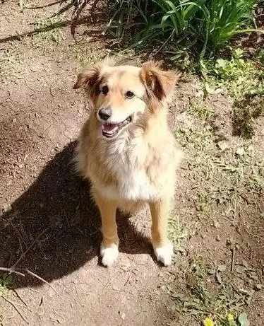 Добрая собака Найда ищет дом - Собаки (Животные) в Энгельс