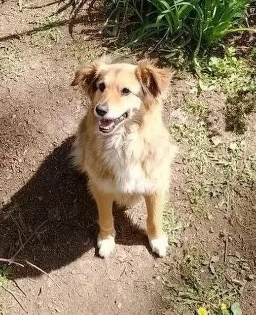 Добрая собака Найда ищет дом - Прочие животные в Энгельс