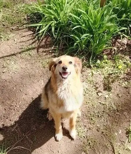 Добрая собака Найда ищет дом - Собаки (Животные) в Энгельс