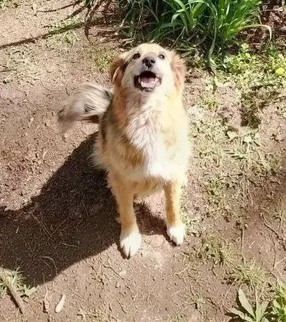 Добрая собака Найда ищет дом - Собаки (Животные) в Энгельс