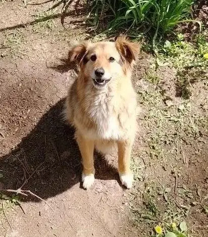 Добрая собака Найда ищет дом - Собаки (Животные) в Энгельс