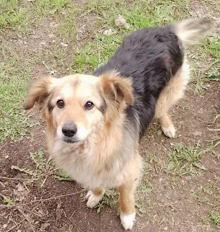 Добрая собака Найда ищет дом - Собаки (Животные) в Энгельс