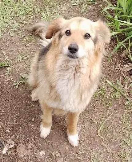 Добрая собака Найда ищет дом - Собаки (Животные) в Энгельс