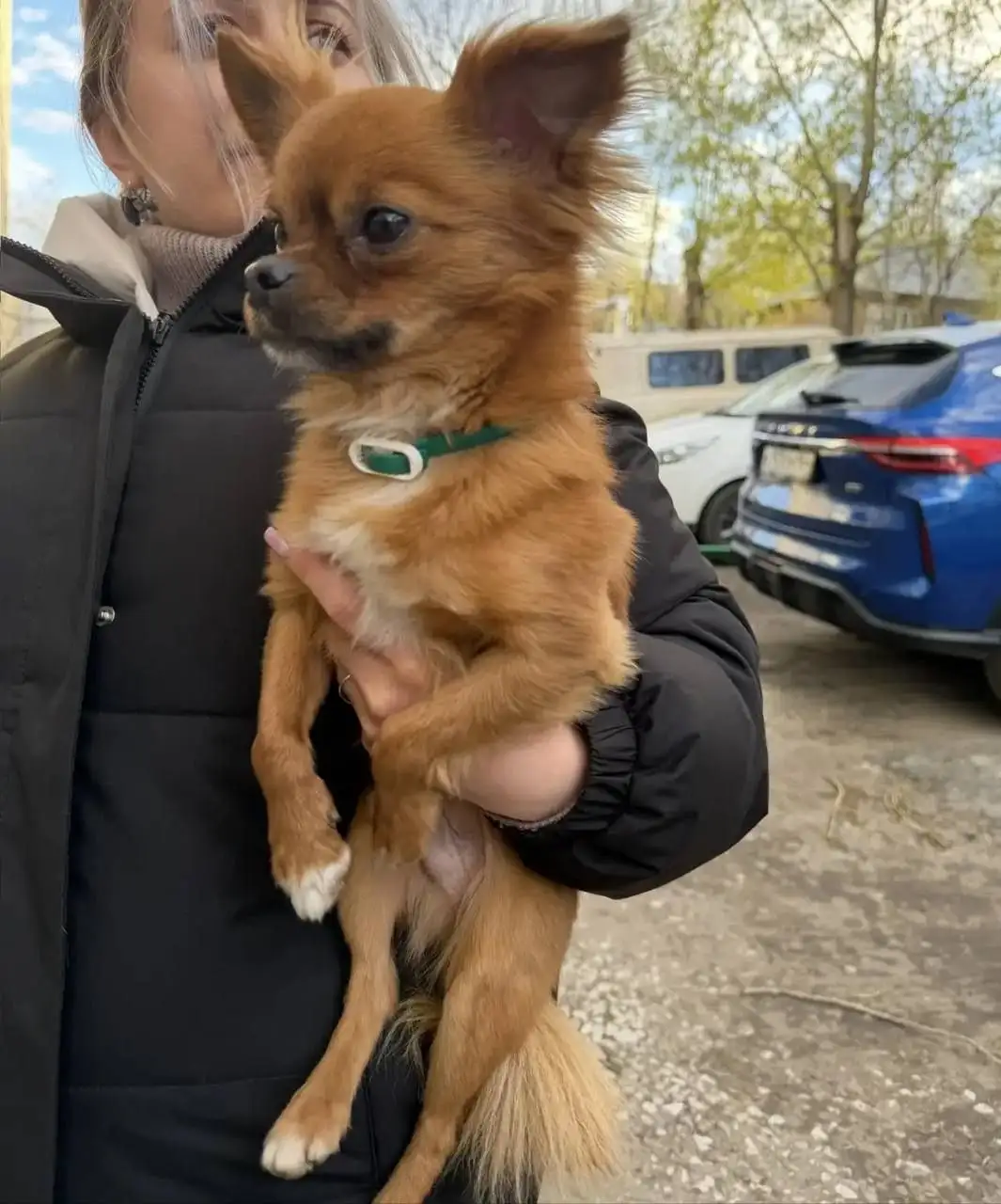 Найдена собака на Соколовой горе - Собаки (Животные) в Саратов