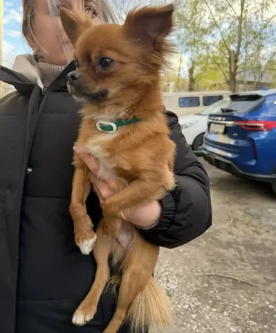 Найдена собака на Соколовой горе - частное объявление в Саратов