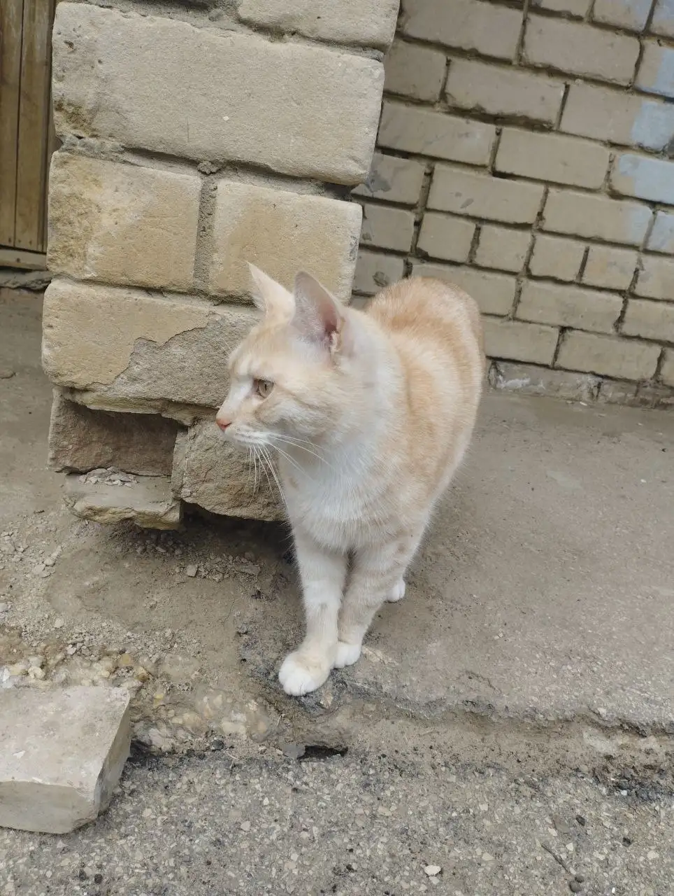 Помощь домашнему коту - Кошки (Животные) в Саратов